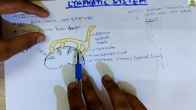 Lymph Node l PART-4 l Lymphatic System Easy Explain by Adnan Khan смотреть онлайн