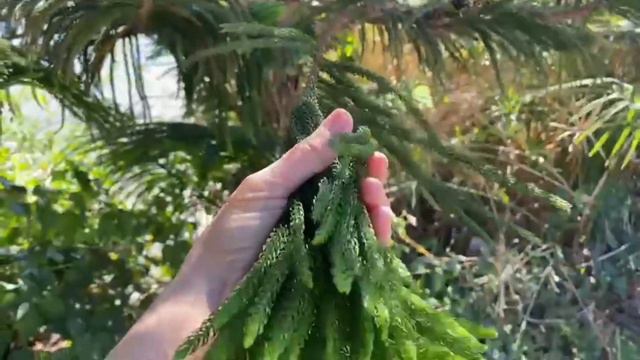 Один из видов : хвойных деревьев. смотреть онлайн