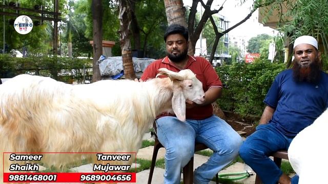 Sindhi, Natiya Malwa & Bantum Available at Indian Goat Lovers Pune | Metro MGF смотреть онлайн