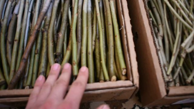 Черенки пирамидального тополя.)Приём заказов.) смотреть онлайн