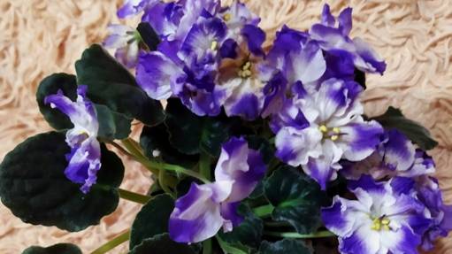 Обзор и размножение фиалок. смотреть онлайн