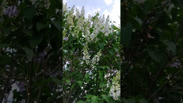 Белая сирень распускается #погода наладилась #короткие_видео #южныйурал #май2023 смотреть онлайн