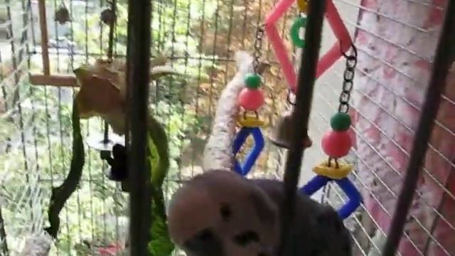 Голубой волнистый попугай в клетке смотреть онлайн