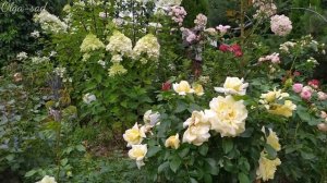 Гортензии.Сочетание с другими растениями.