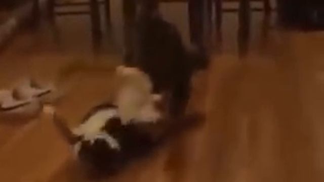 САЛЬТО-МОРТАЛЕ!!! В исполнении кота!