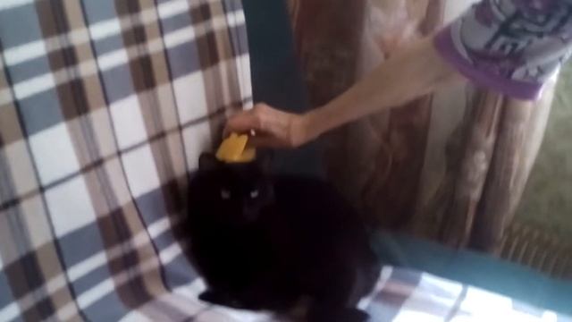 Бабуля протирает губкой кота! смотреть онлайн