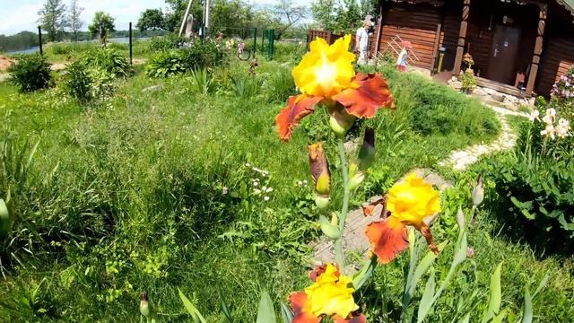 Интересные факты об ирисе, его полезные свойства.Почему ирис раньше называли касатиком. смотреть онлайн