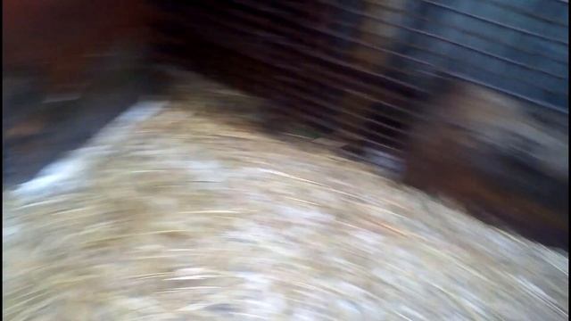 Овцам быть ! Начинаю разводить овец. Содержание и уход. Сколько овец Будет! смотреть онлайн