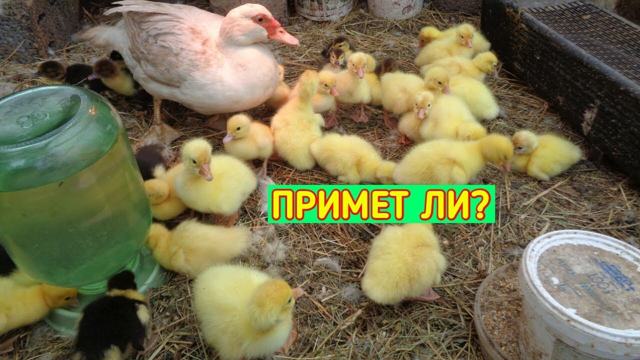 Примет ли Индоутка ГУСЯТ? Подсадил гусят Мускусной утке/Мускусные утки с гусятами/Жизнь в Деревне