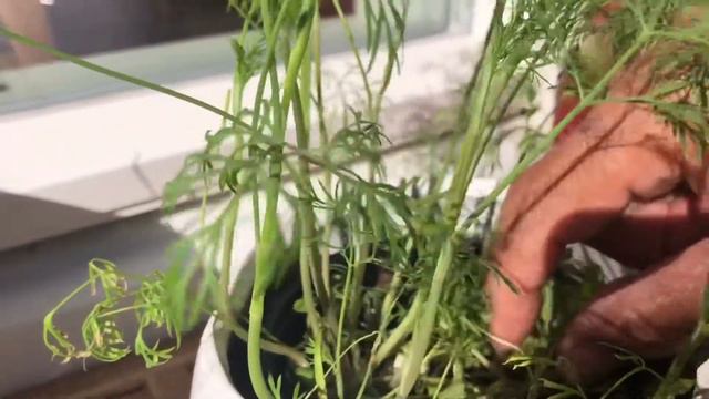 DILL IS A CULINARY HERB | HEALTHY BENEFITS & USES смотреть онлайн
