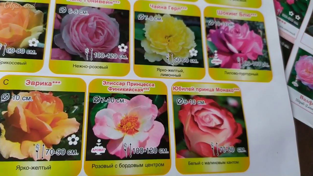 Питомник "Леди роза " Каталог весна 2021 г. смотреть онлайн