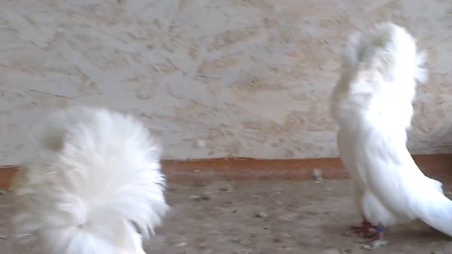 Голуби якобины г.Хмельницкий смотреть онлайн