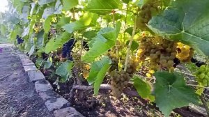 Виноград Солярис