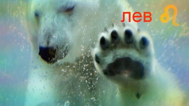 Какое ты животное по дате рождения,знаку зодиака? смотреть онлайн