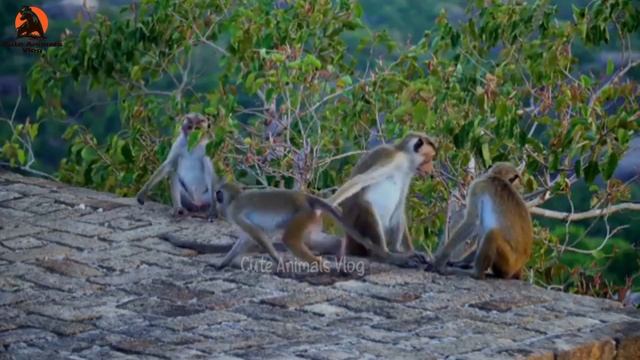 Cute animals || lion, tiger, cat, hourse, monkey, eagle, trutle || Part 3 смотреть онлайн