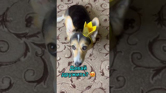 СМЕШНЫЕ ЖИВОТНЫЕ | ДАВАЙ ДРУЖИТЬ? смотреть онлайн
