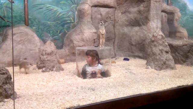 Девочка и сурикаты в зоопарке смотреть онлайн