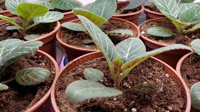 Дозировка удобрения Basacote plus 6m и обзор моих сеянцев глоксинии. смотреть онлайн