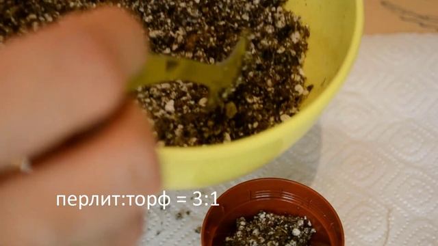 Новые полумини-фиалки: распаковываем/смотрим корни/укореняем на фитиле. смотреть онлайн