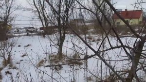 Заготовка черенков для прививки - когда резать и как хранить