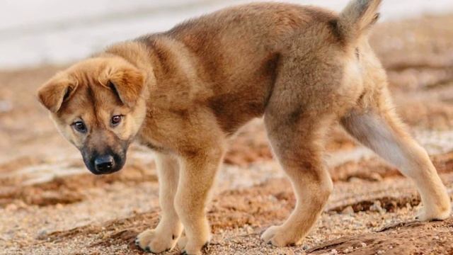 Korean Jindo - TOP 10 Interesting Facts