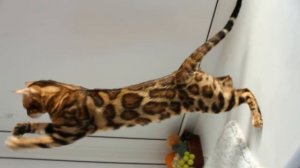 Бенгальский кот и котенок - бенгальская порода