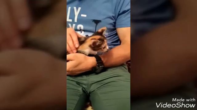 Этапы роста котенка которого отдали смотреть онлайн