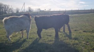 Племенные козлы породы Калахар Ред и Бурский. #козлы #калахари #бурскиекозы #козы #козлята