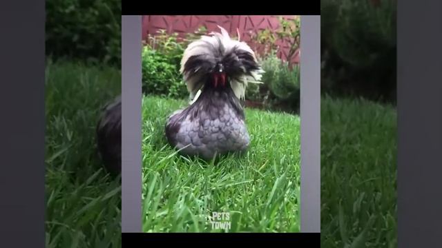 Chickens love beer too! смотреть онлайн
