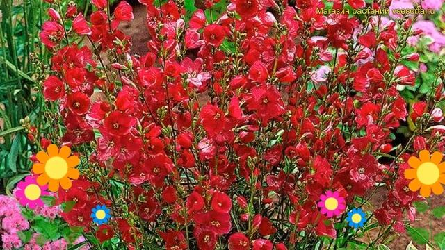 Сидальцея гибридная Партугерл. Краткий обзор, описание sidalcea malviflora-hybr. Partygerl смотреть онлайн