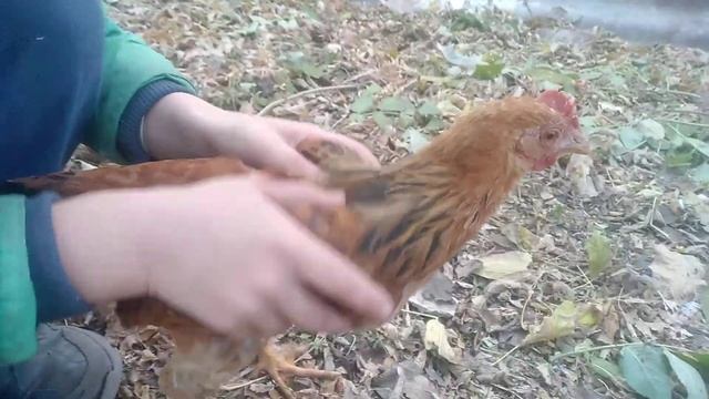 Как загипнотизировать курицу смотреть онлайн