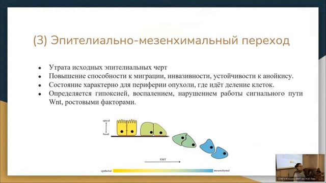 Молекулярные основы злокачественного перерождения тироцитов, перспективы ингибиторов тирозонкиназ смотреть онлайн