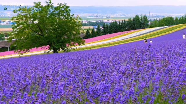 8K ASIA - The Ultimate Tour Of Asia And Relaxing Piano Music In 8K ULTRA HD