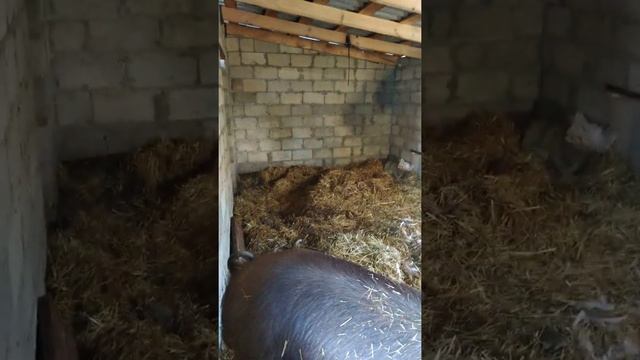 Дюрок, дюрки чистопородные! Переселил супоросную свинью. Новый свинарник. смотреть онлайн