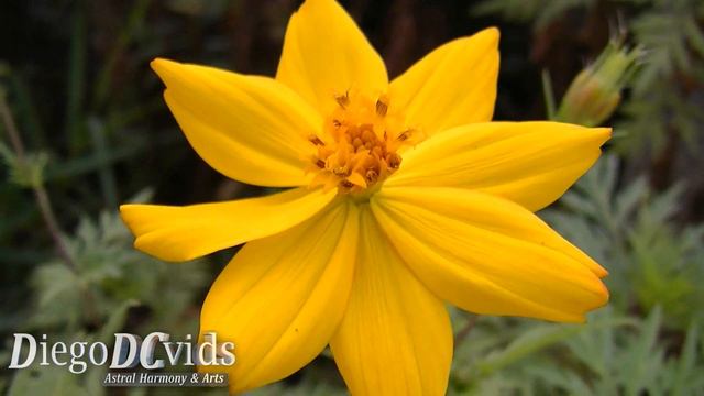 Bidens sulphurea (Asteraceae) Cosmos sulphureus - Picão - キバナコスモス смотреть онлайн