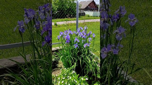 Сибирские ирисы смотреть онлайн