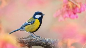 Диктант 5 класс с проверкой