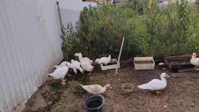 Сколько весит гусь в 1 месяц? смотреть онлайн