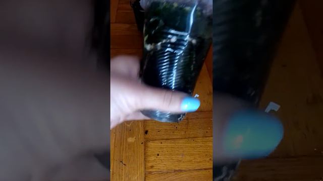 Пересадка сіянців гіппеаструма #гіппеаструм #квіти #hippeastrum смотреть онлайн