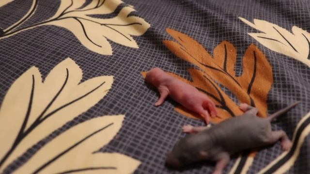 ВЗРОСЛЕНИЕ КРЫСЯТ. КРЫСЯТАМ 8, 5 И 1 ДЕНЬ ОТ РОДУ. смотреть онлайн
