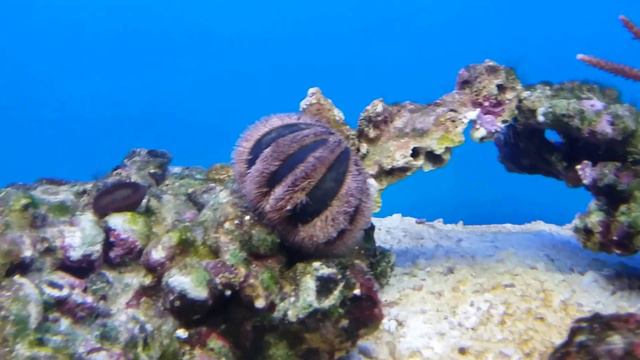 Морской аквариум. Переход из пресного аквариума в морской. Выпуск № 2. upgrade смотреть онлайн