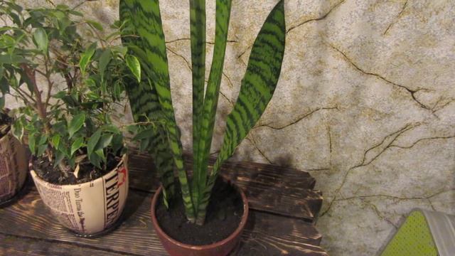 мои комнатные растения.неприхотливые в уходе цветы.начинающий цветовод) смотреть онлайн