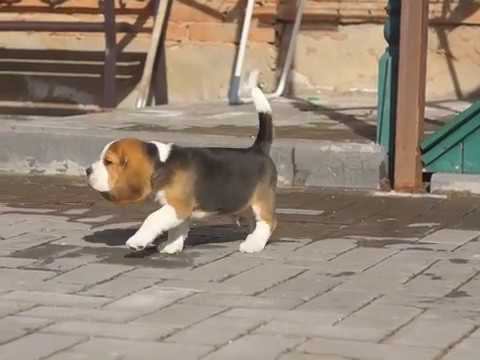 мальчик бигль смотреть онлайн