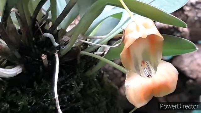 Орхидеи. Масдеваллия не по  сорту и Masdevallia Caudata Dark. Орхидеи на блоке.