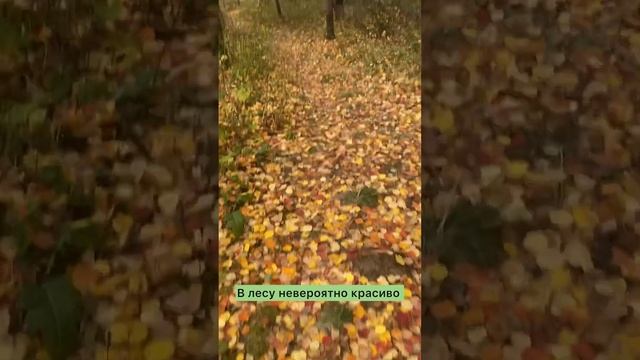 Оленьи ручьи на велосипедах смотреть онлайн