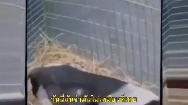 ตัววุ่นวาย (Irregular verbs song) смотреть онлайн