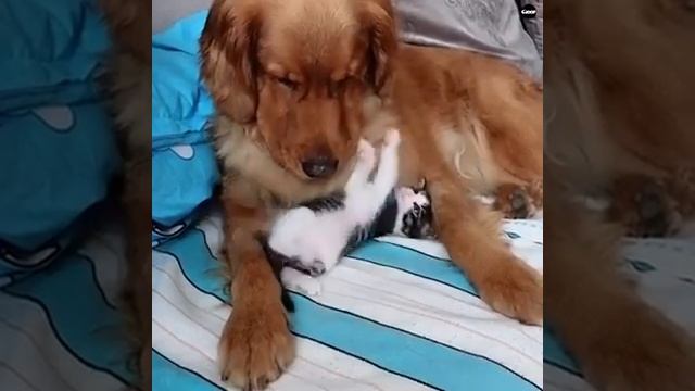 Кошка дружит с собакой смотреть онлайн