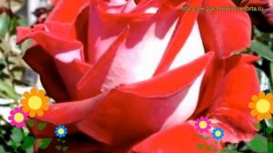 Роза чайно-гибридная Люксор. Краткий обзор, описание характеристик, где купить саженцы Luxor