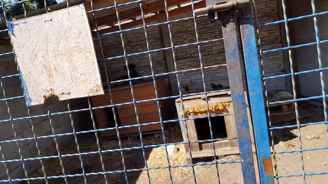ПРИЮТ ДЛЯ ЖИВОТНЫХ КОВЧЕГ ДНЕПР ПОМОГЛИ ЧЕМ СМОГЛИ смотреть онлайн