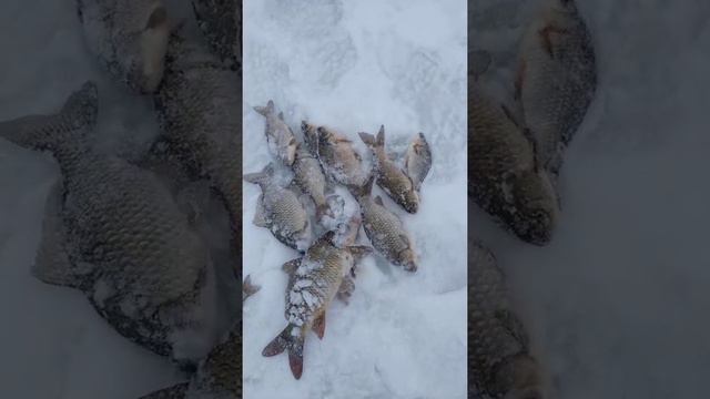 Рыбалка на мормышку . Зимний карась . смотреть онлайн